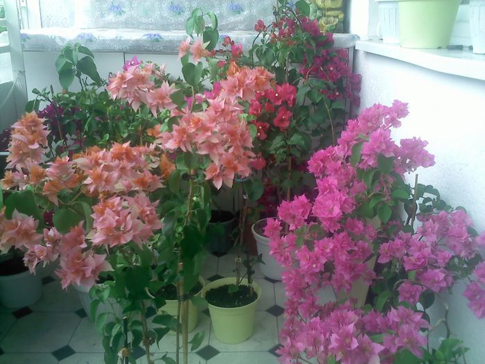 Pic_0821_309 - BOUGAINVILLEA       august - septembrie 2014