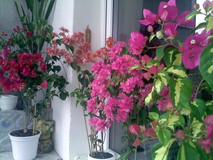 Pic_0820_290 - BOUGAINVILLEA       august - septembrie 2014