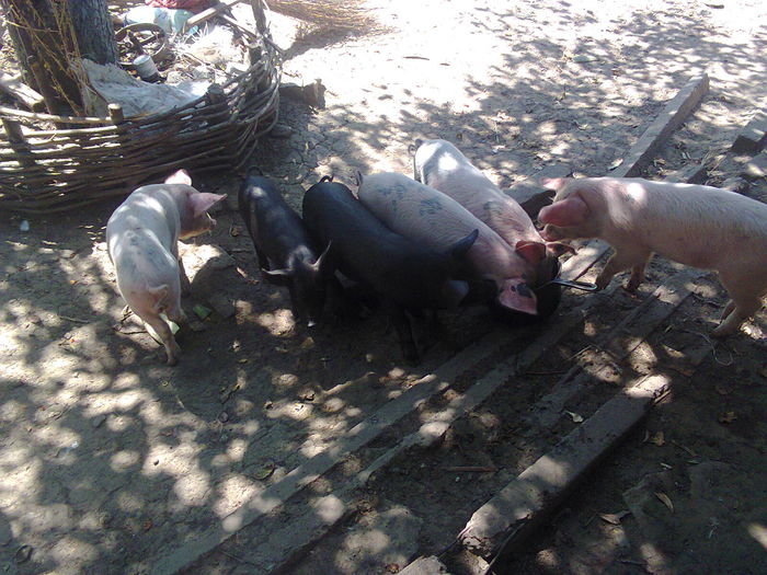 Fotografie0458 - Porci