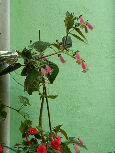 DSCN7137 - AUGUST_2014