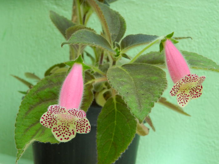 DSCN7140 - AUGUST_2014