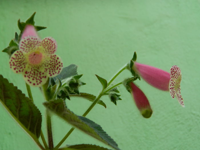 DSCN7141 - AUGUST_2014