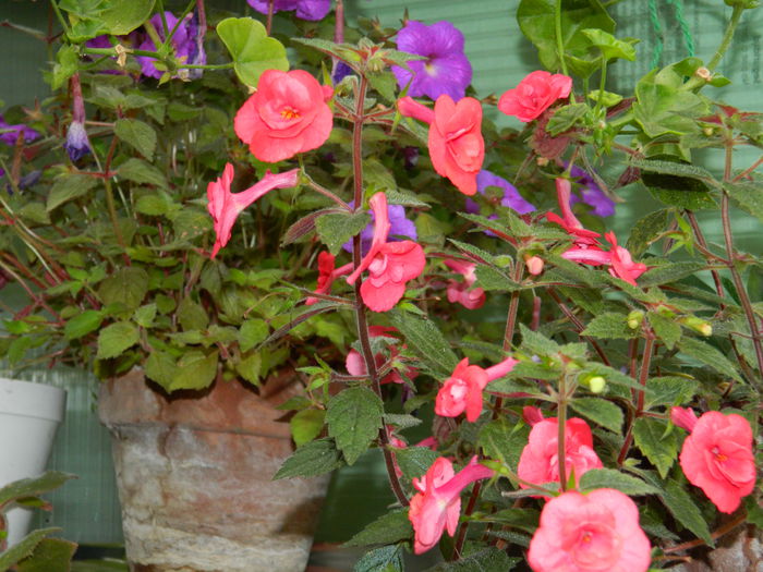 DSCN7145 - AUGUST_2014