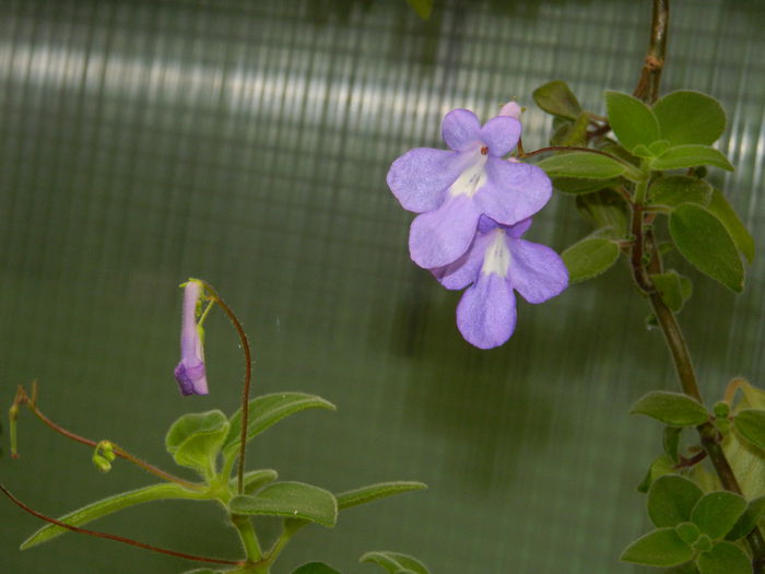 DSCN7148 - AUGUST_2014