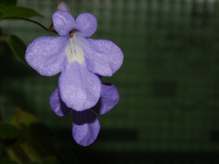 DSCN7150 - AUGUST_2014