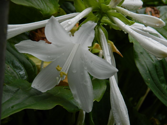 DSCN7156 - AUGUST_2014