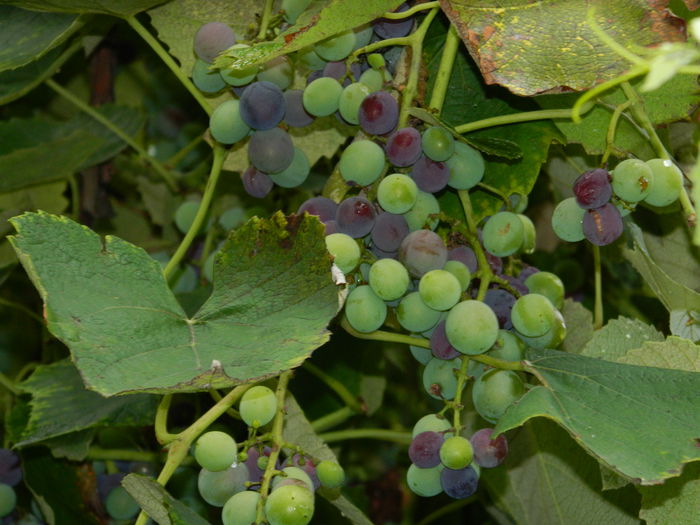 DSCN7160 - AUGUST_2014