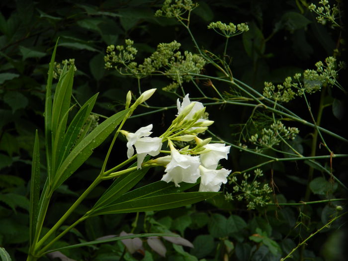 DSCN7162 - AUGUST_2014