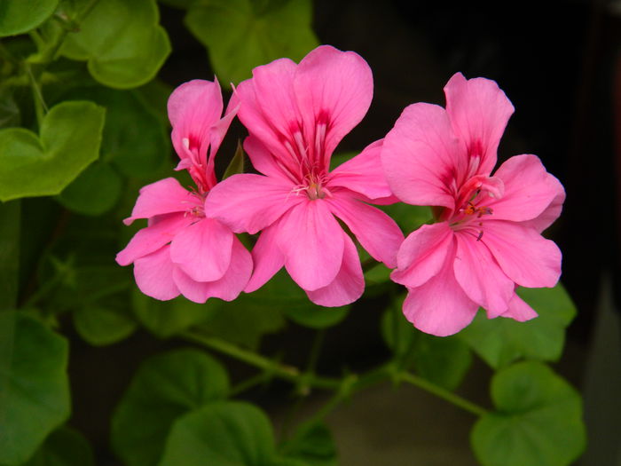 DSCN7163 - AUGUST_2014