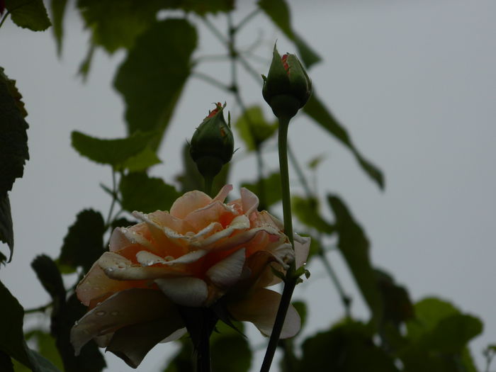 DSCN7173 - AUGUST_2014