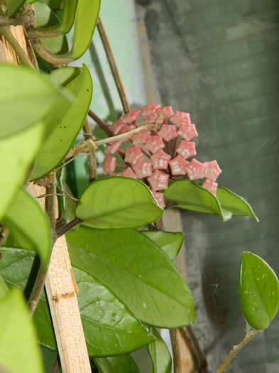 DSCN7187 - AUGUST_2014