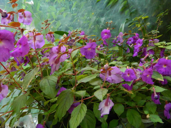 DSCN7212 - AUGUST_2014