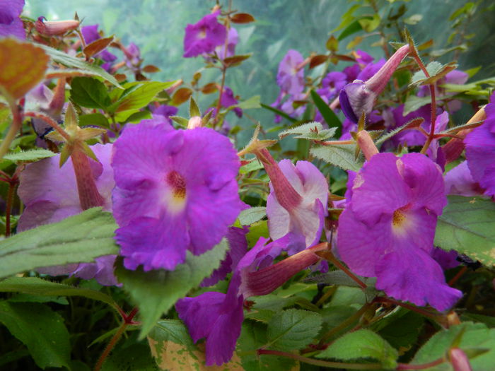 DSCN7213 - AUGUST_2014