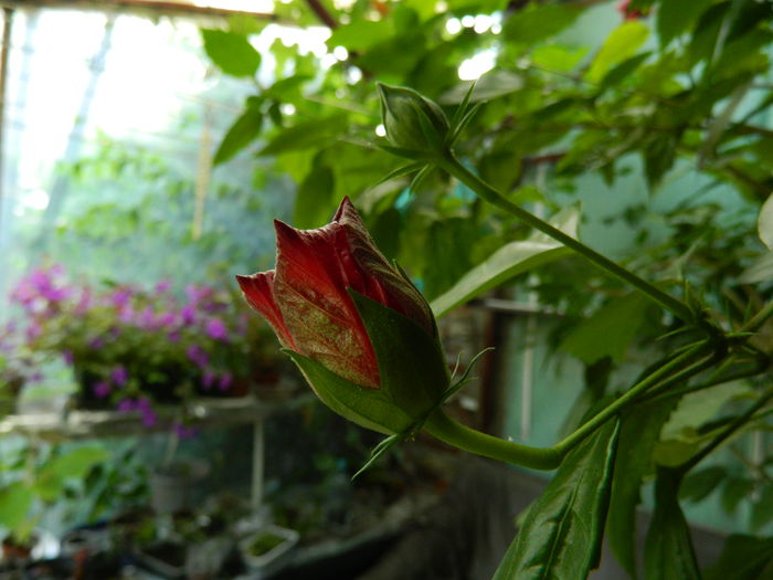 DSCN7215 - AUGUST_2014