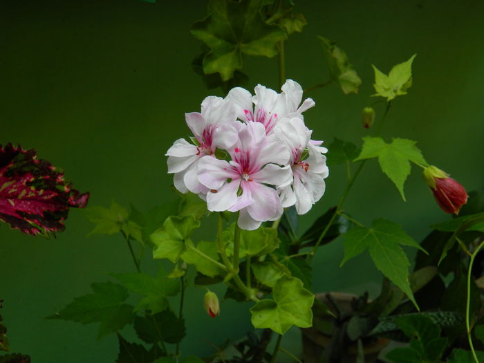 DSCN7220 - AUGUST_2014