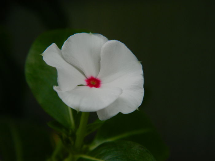 DSCN7230