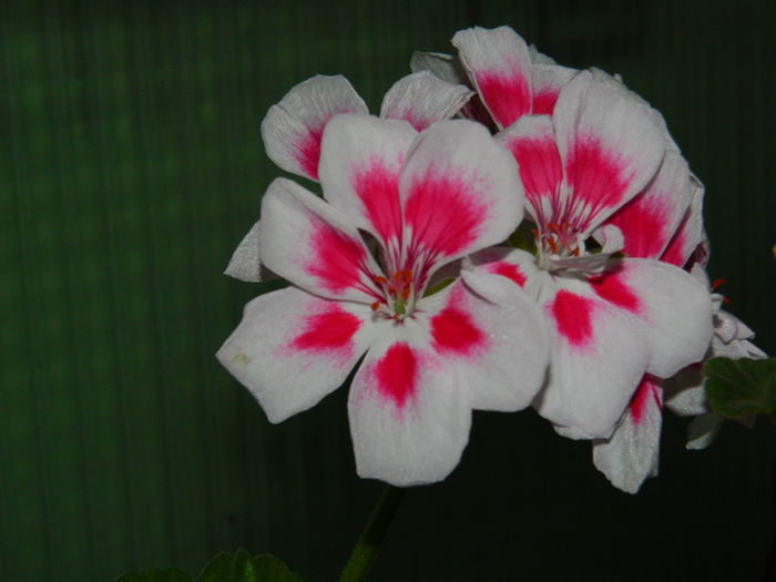 DSCN7235
