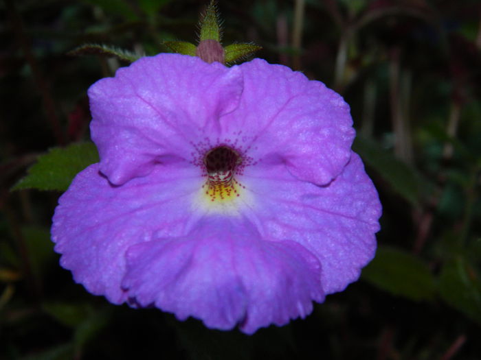 DSCN7240