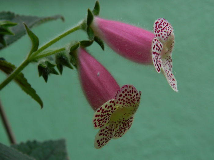 DSCN7241