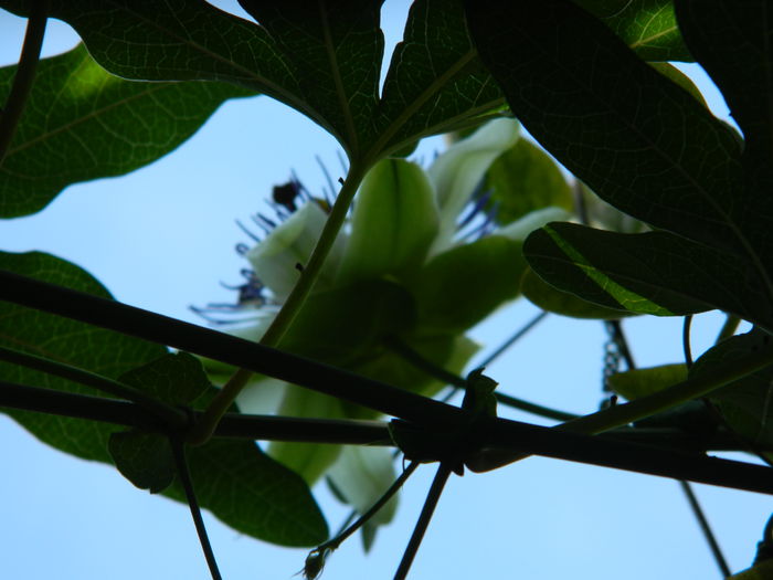 DSCN7383 - PASSIFLORA_2014