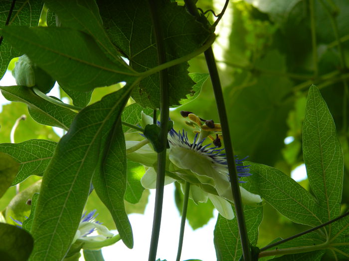 DSCN7385 - PASSIFLORA_2014