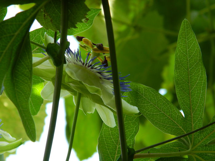 DSCN7386 - PASSIFLORA_2014