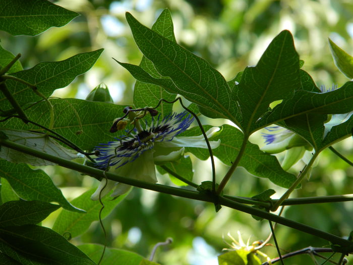 DSCN7396 - PASSIFLORA_2014