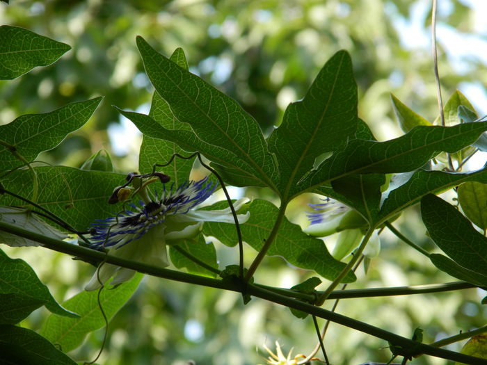 DSCN7398 - PASSIFLORA_2014