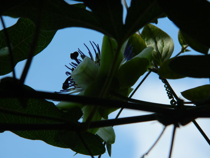 DSCN7399 - PASSIFLORA_2014