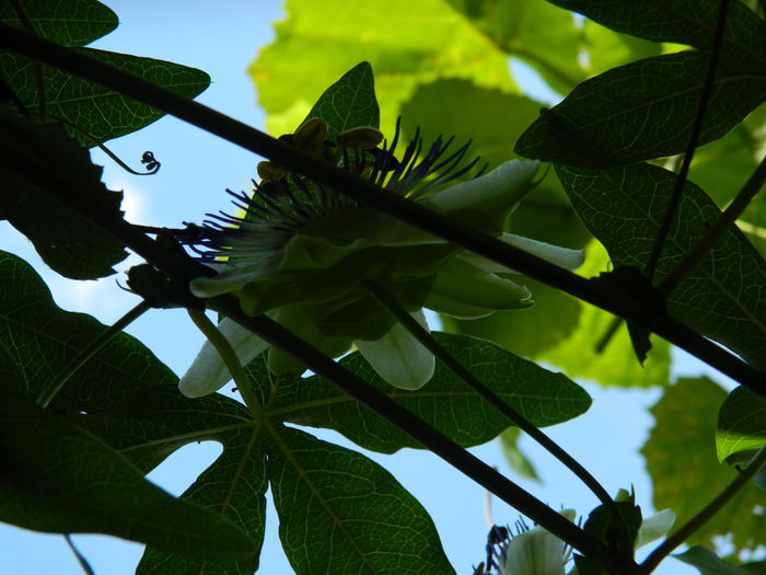 DSCN7400 - PASSIFLORA_2014