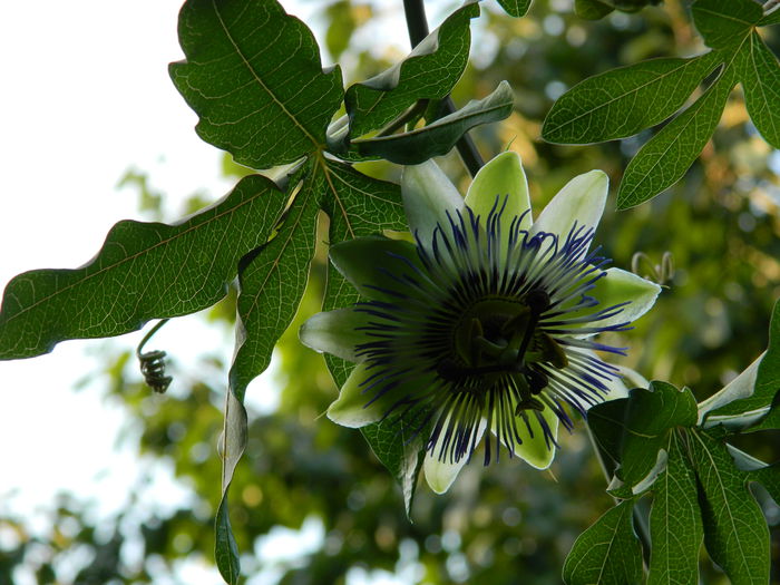 DSCN7409 - PASSIFLORA_2014