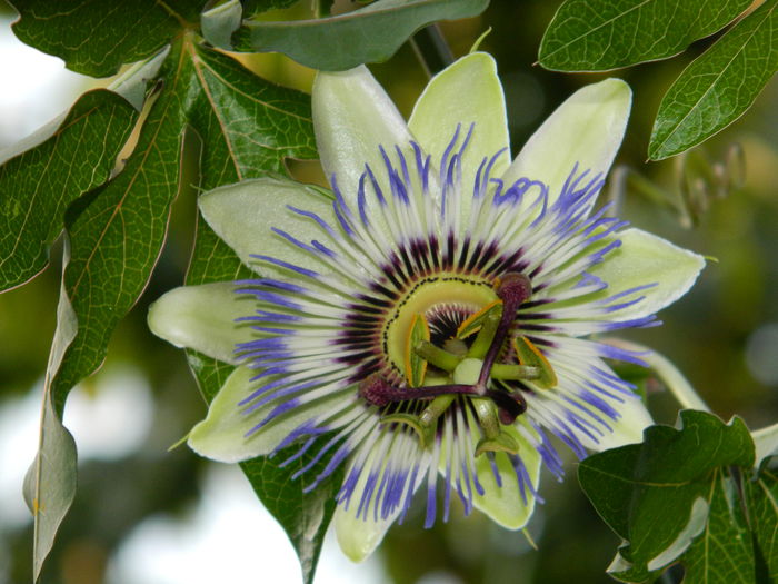 DSCN7411 - PASSIFLORA_2014