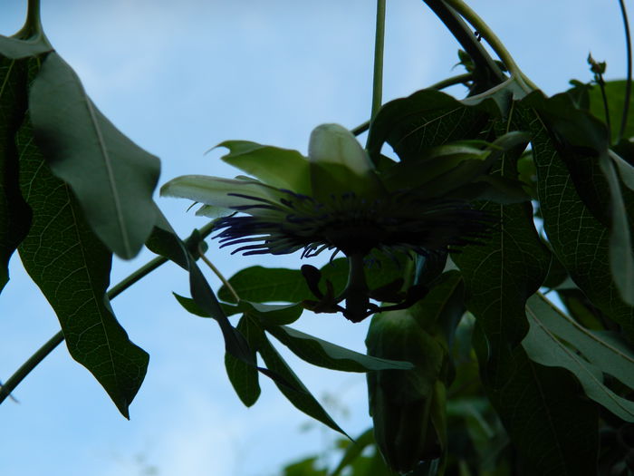 DSCN7419 - PASSIFLORA_2014