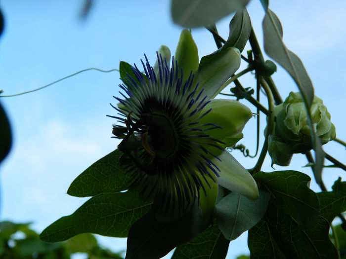 DSCN7421 - PASSIFLORA_2014