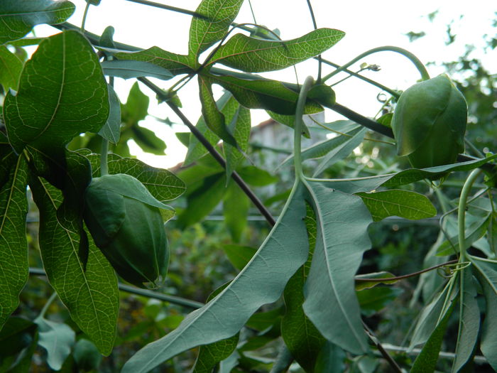 DSCN7433 - PASSIFLORA_2014