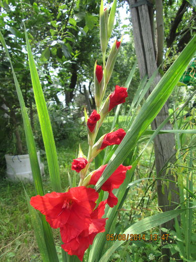 IMG_8191 - La tara in august 2014