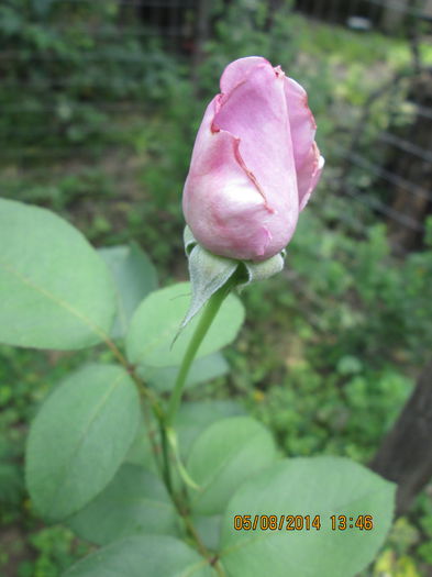 IMG_8185 - La tara in august 2014