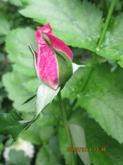 IMG_8184 - La tara in august 2014