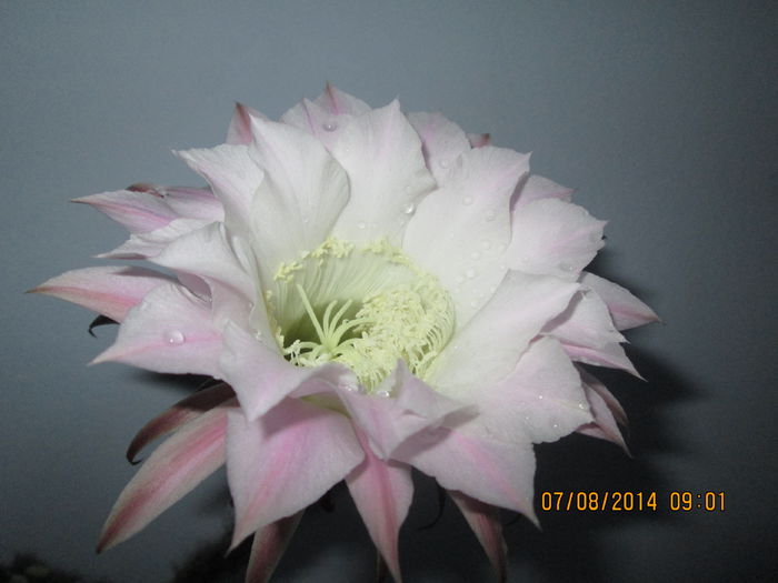 IMG_8226 - Florile mele in august 2014