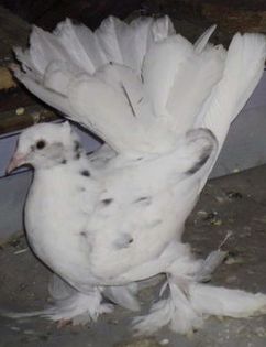 image - Voltati indieni BOBATI si ALMOND