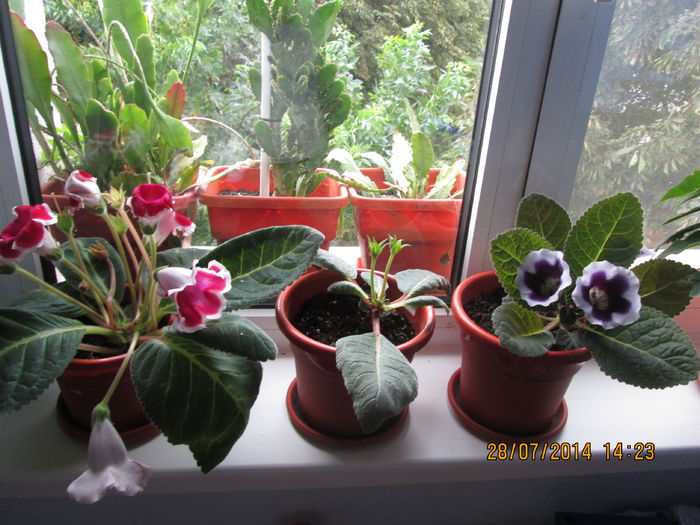 IMG_8105 - Florile mele 2014