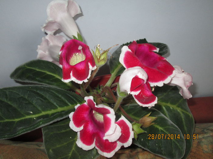 IMG_8074 - Florile mele 2014