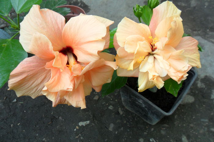 primul are 1 pistil e cel clasic - hibiscusi 2014-2