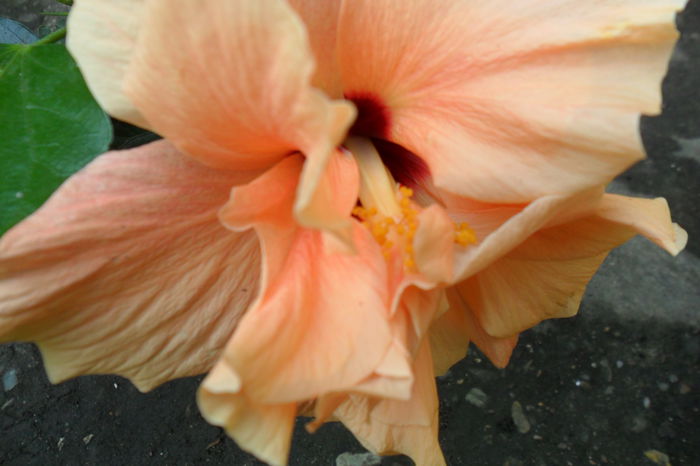 Picture 311 - hibiscusi 2014-2