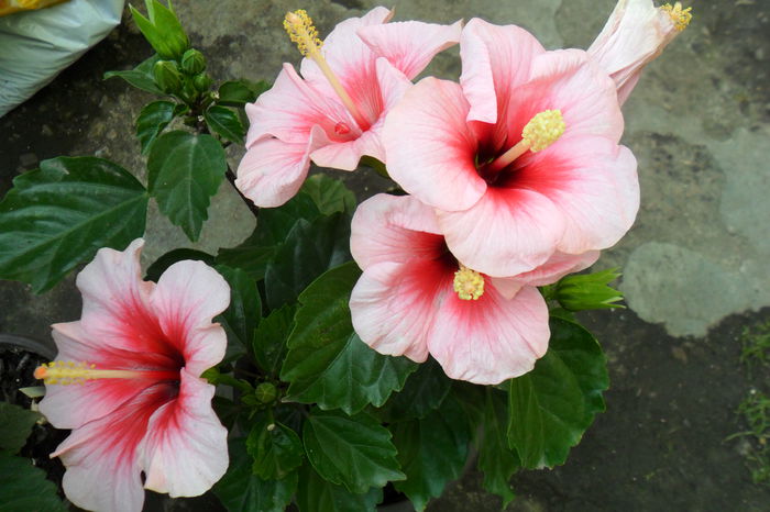 22.08-4 flori - hibiscusi 2014-2