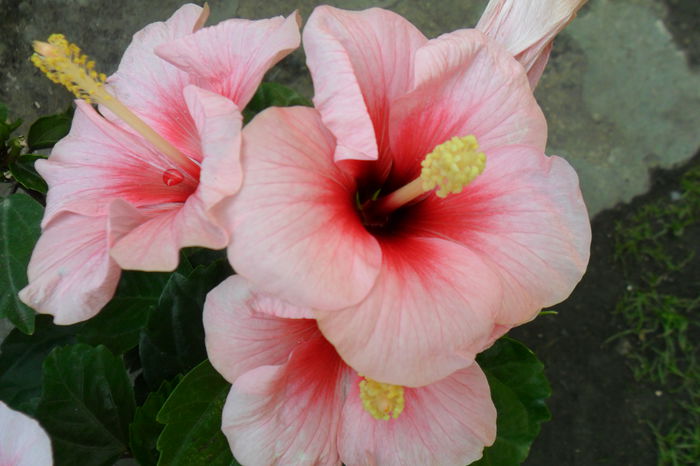 Picture 314 - hibiscusi 2014-2