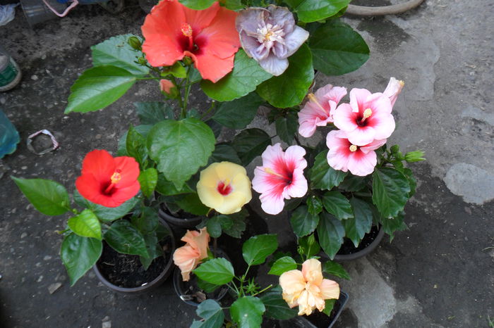 Picture 321 - hibiscusi 2014-2