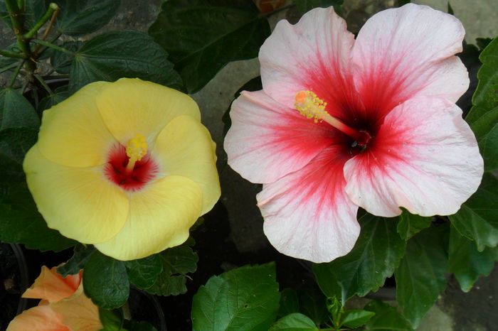 Picture 322 - hibiscusi 2014-2