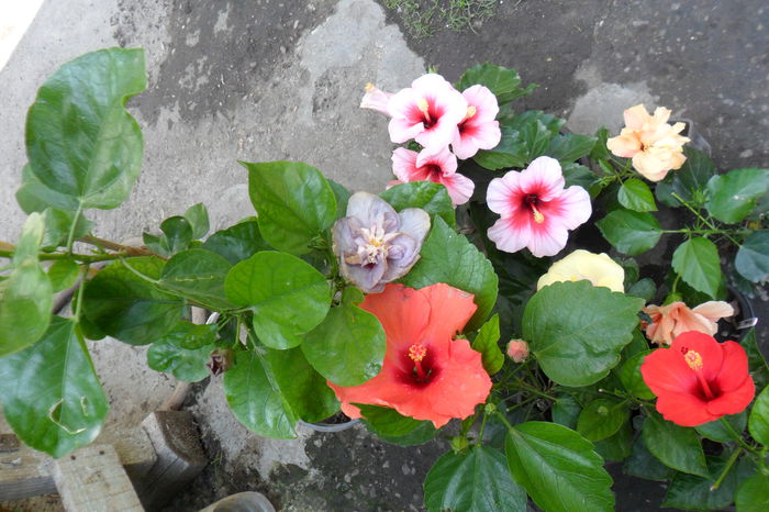 Picture 323 - hibiscusi 2014-2