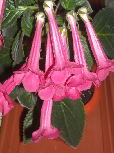  - 0 Zambetul florilor